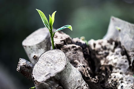 shallow focus of green leafed plant thumbnail