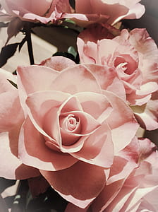 pink petaled flower closeup photo thumbnail