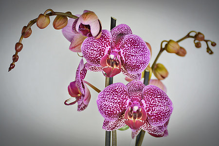 pink orchids thumbnail