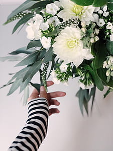 Shallow Focus Photography of White Flowers thumbnail