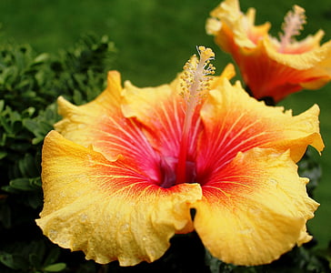 yellow and blue hibiscus thumbnail