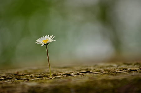 shallow focus photography of white daisy thumbnail