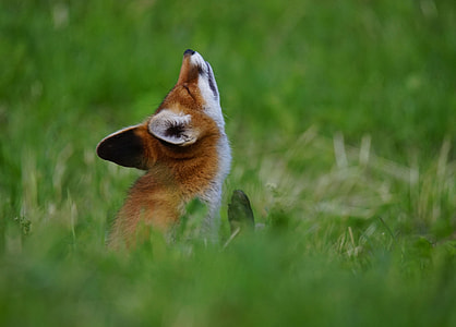 black and brown fox on bush thumbnail