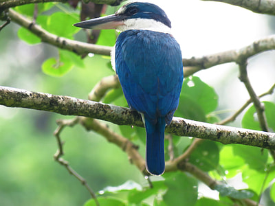 blue and white Kingfisher bird perching on tree branch during daytime thumbnail
