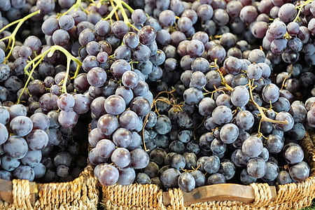 bunch of grapes thumbnail