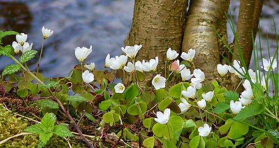 white flowers with green leaves thumbnail