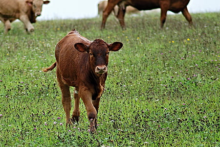 photography of brown cow standing on green grass thumbnail