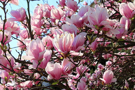 half bloomed pink flowering tree during daytime thumbnail