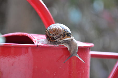brown snail on red watering can thumbnail