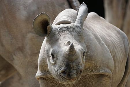 gray rhinoceros thumbnail
