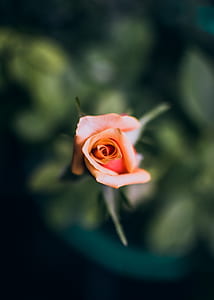 macro shot photography of pink rose thumbnail