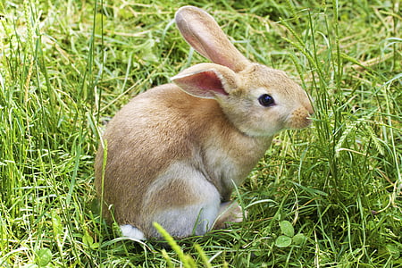 brown rabbit surrounded by green grass thumbnail