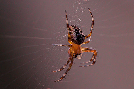 Garden Spider, Araneus Diadematus thumbnail