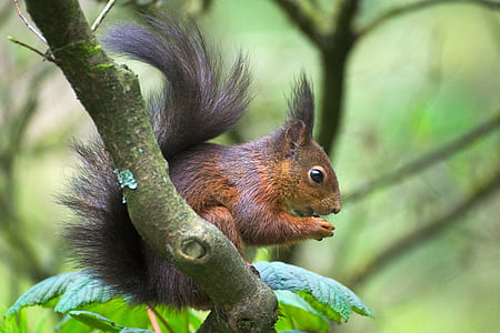 brown squirrel on green tree branch thumbnail