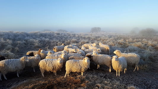low light photography of pack of sheep under foggy sky thumbnail