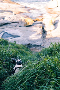 black and white animal beside green grass field during daytime thumbnail