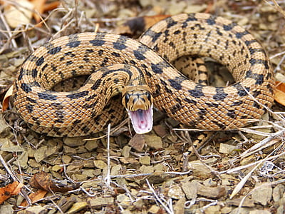 brown snake thumbnail