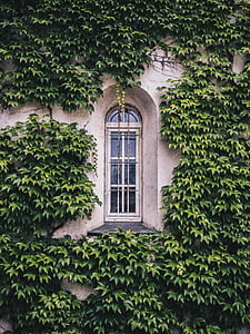 glass window surrounded by plants thumbnail