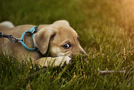 Happiness is a warm puppy thumbnail