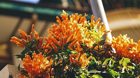 orange flowers thumbnail