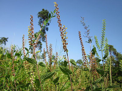 Teucrium Scorodonia, Wood Sage thumbnail