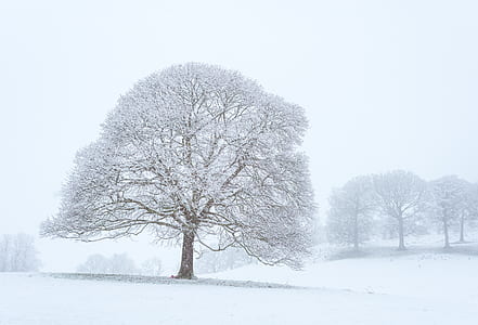 white tree thumbnail