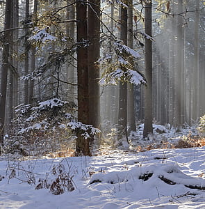 snow covered forest thumbnail