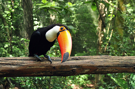 Toucan on brown tree trunk thumbnail