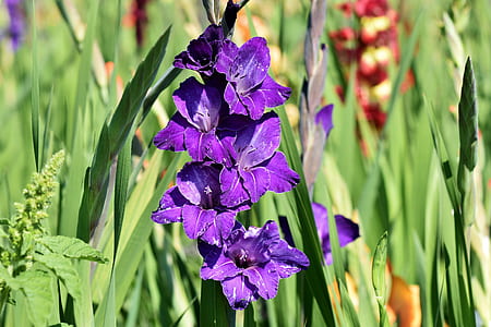 selective focus photography of purple petaled flower thumbnail