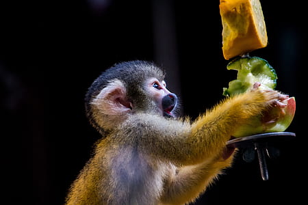 monkey holding fruit thumbnail