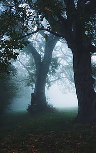 person standing beside tree thumbnail