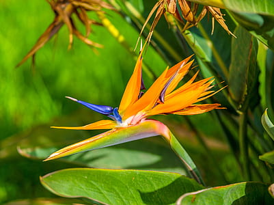shallow focus photography of orange bird-of-paradise thumbnail