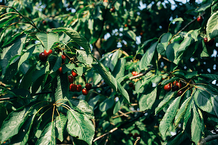 Cherries on a tree thumbnail