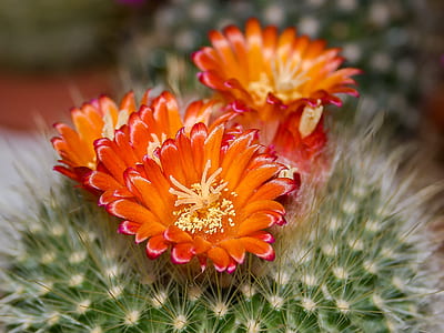 closeup photography of orange cactus flowers thumbnail