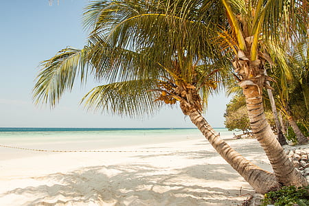 Seashore With Coconut Tree Under Blue Sky during Daytime thumbnail