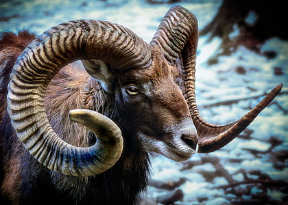 brown ram goat thumbnail