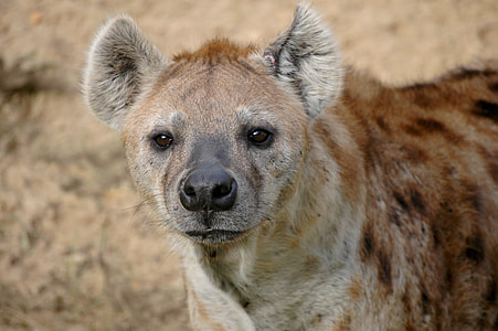 wildlife photography of brown and gray hyena thumbnail