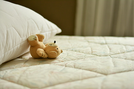 brown and white teddy bear thumbnail