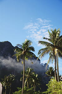 palm tree near mountain thumbnail
