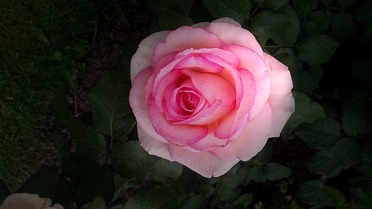 close-up photo of pink rose thumbnail