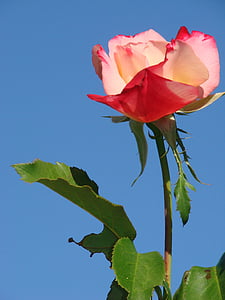 red and pink rose flower thumbnail