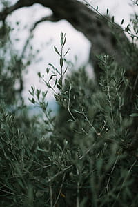 Close-Up Photo of Leaves thumbnail