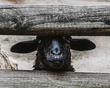 close up photography of black goat near lumber thumbnail