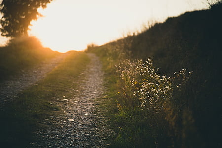 white flowers and grass thumbnail