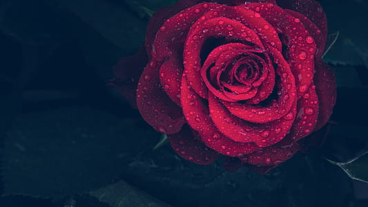 close-up photography of water dew on red rose in bloom thumbnail