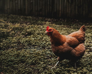 selective focus photography of hen thumbnail