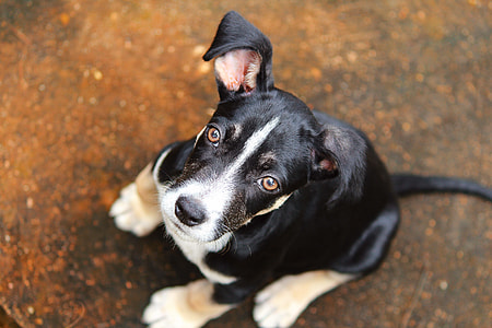 selective focus photo of sitting black, white, and fawn American pit bull terrier puppy on orange and black ground thumbnail