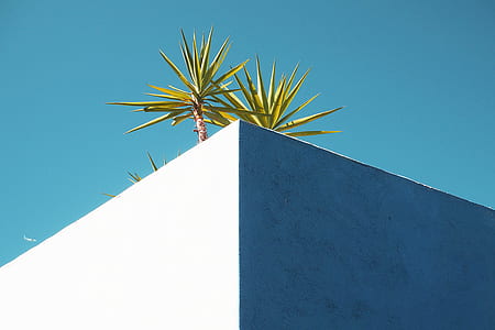 plants on the edge of wall thumbnail