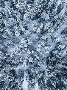 bird's eye view photo of pine trees covered by snow thumbnail