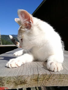 short-coated white cat thumbnail